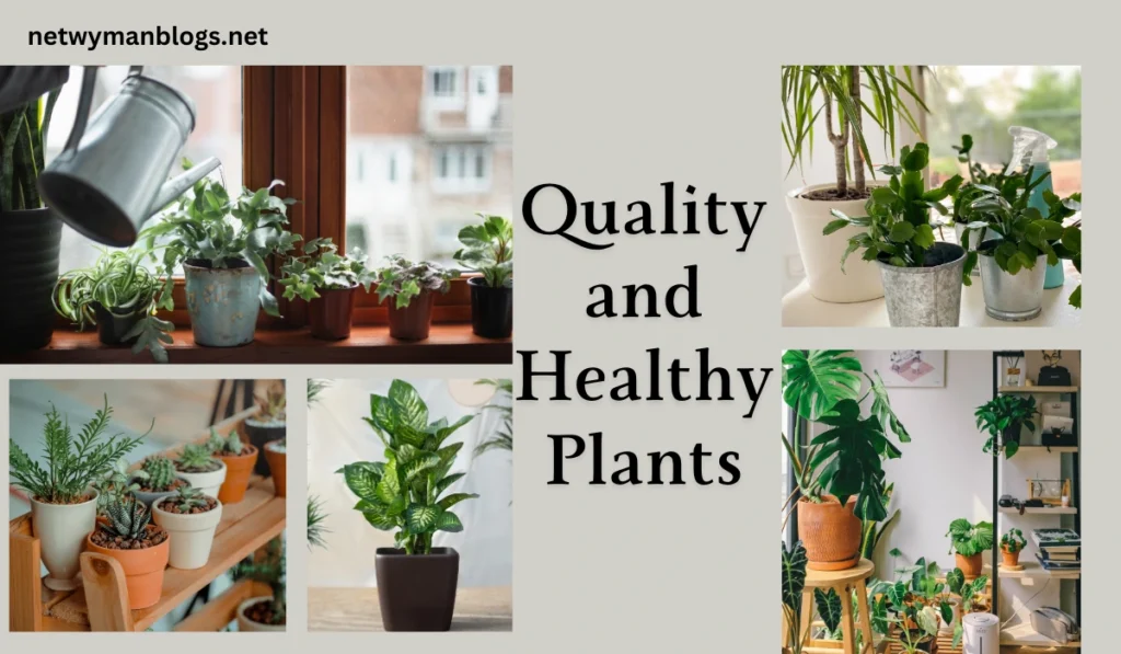 The Benefits of Plant Nurseries Webfreen.com