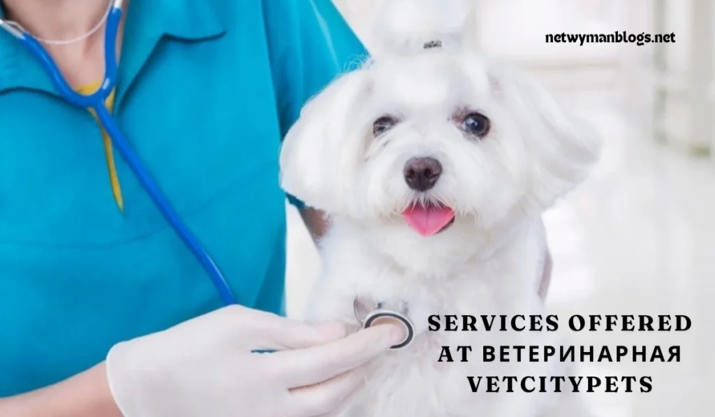 Bетеринарная клиника VetCityPets