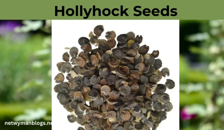 Hollyhock Seeds